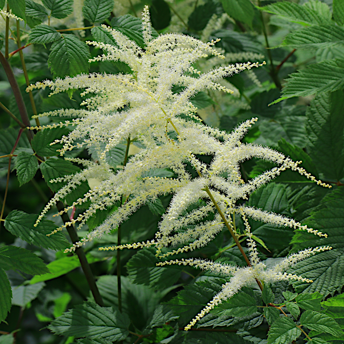 Wald-Geissbart / Aruncus dioicus