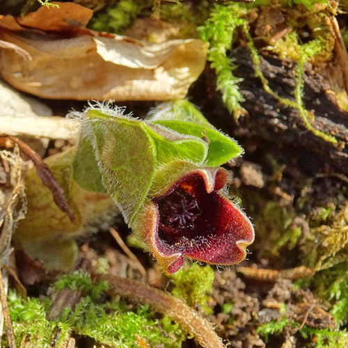 Europäische Haselwurz / Asarum europaeum