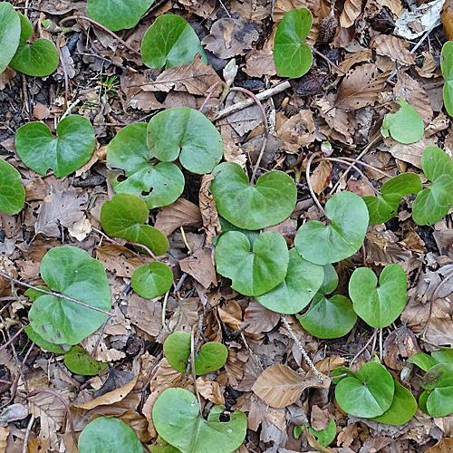 Europäische Haselwurz / Asarum europaeum