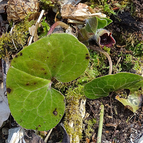 Europäische Haselwurz / Asarum europaeum