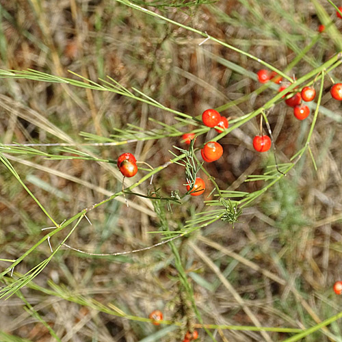 Gemüse-Spargel / Asparagus officinalis