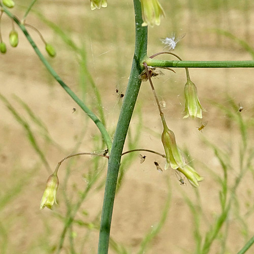 Gemüse-Spargel / Asparagus officinalis