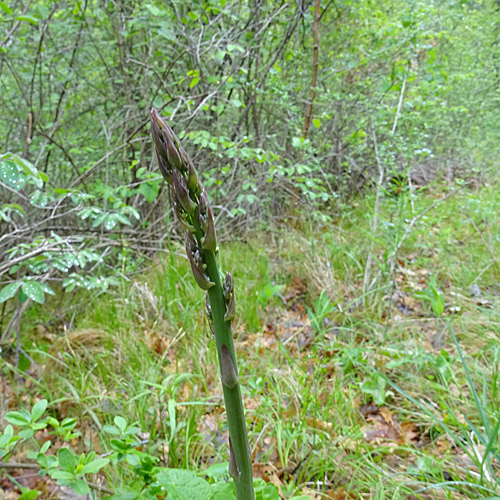 Gemüse-Spargel / Asparagus officinalis