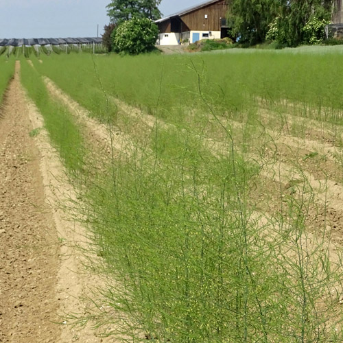 Gemüse-Spargel / Asparagus officinalis