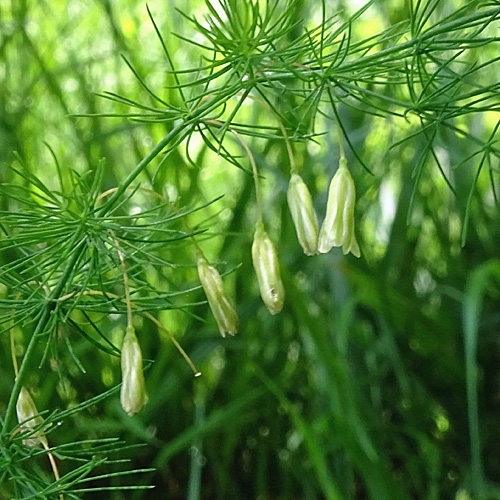 Zartblättriger Spargel / Asparagus tenuifolius