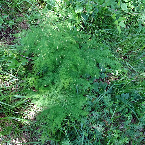 Zartblättriger Spargel / Asparagus tenuifolius