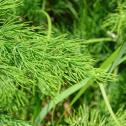 Zartblättriger Spargel / Asparagus tenuifolius