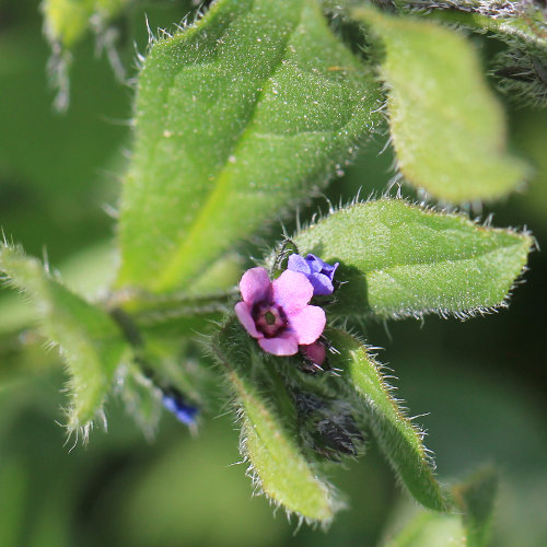 Niederliegendes Scharfkraut / Asperugo procumbens