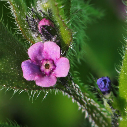 Niederliegendes Scharfkraut / Asperugo procumbens