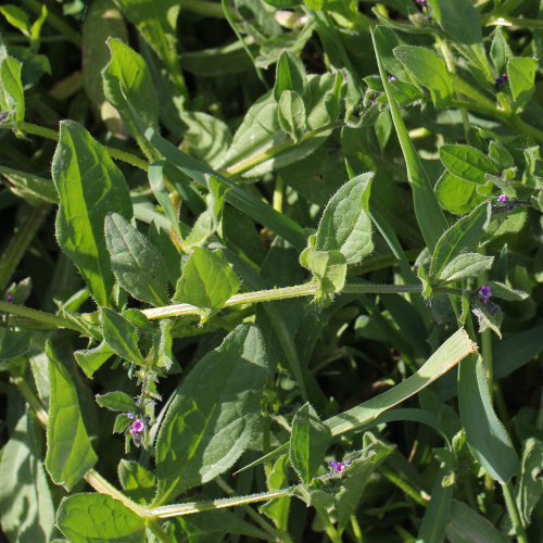 Niederliegendes Scharfkraut / Asperugo procumbens