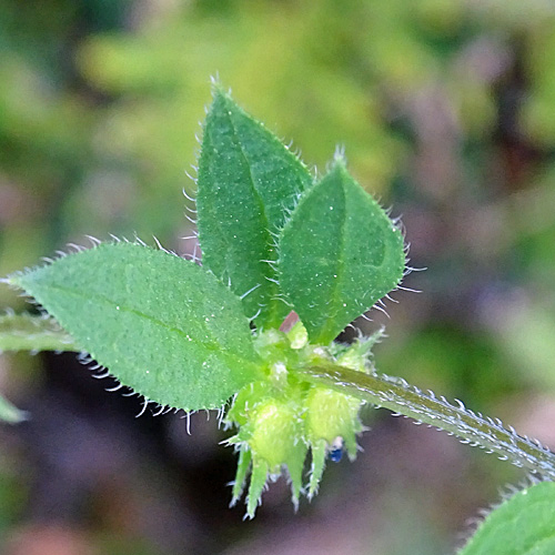 Niederliegendes Scharfkraut / Asperugo procumbens