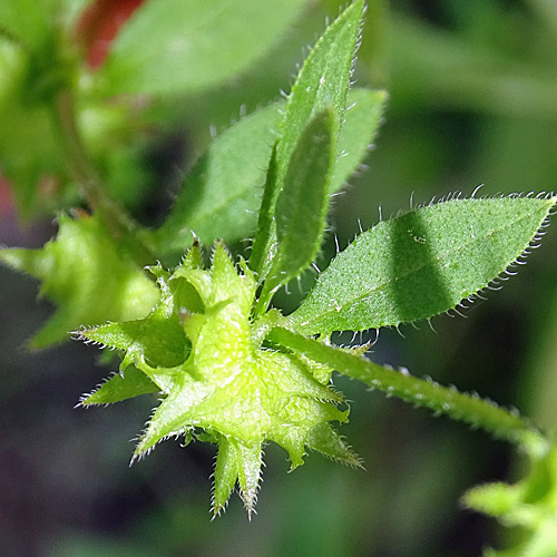 Niederliegendes Scharfkraut / Asperugo procumbens