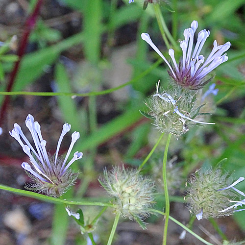 Acker-Waldmeister / Asperula arvensis