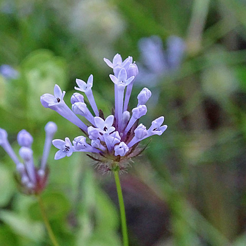 Acker-Waldmeister / Asperula arvensis