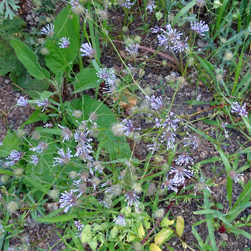 Acker-Waldmeister / Asperula arvensis