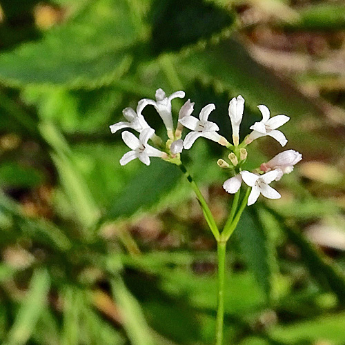 Hügel-Waldmeister / Asperula cynanchica