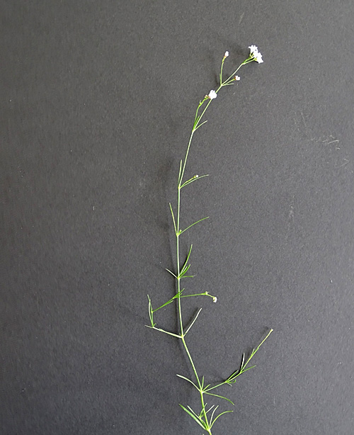 Hügel-Waldmeister / Asperula cynanchica