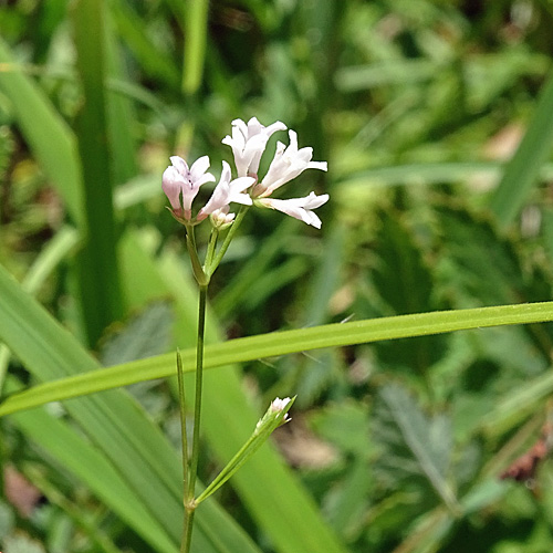 Hügel-Waldmeister / Asperula cynanchica