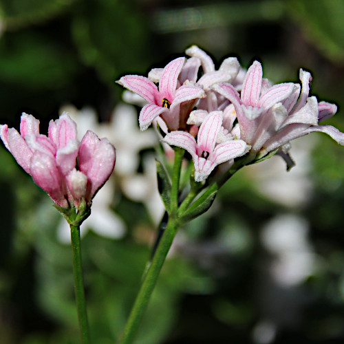 Hügel-Waldmeister / Asperula cynanchica