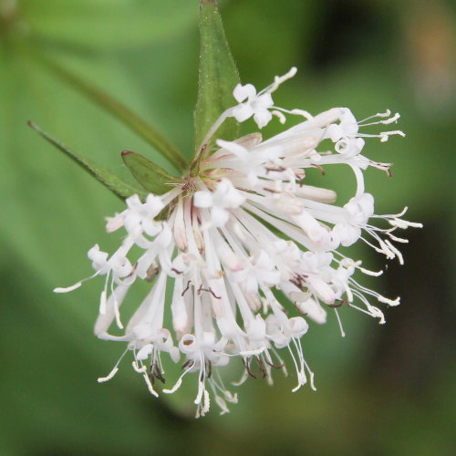 Turiner Waldmeister / Asperula taurina