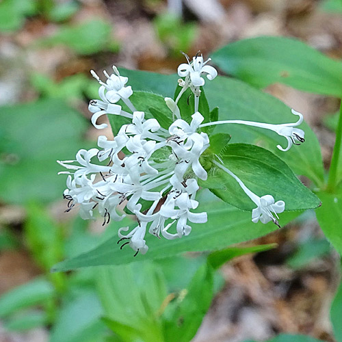 Turiner Waldmeister / Asperula taurina