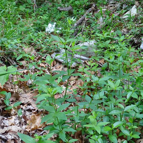 Turiner Waldmeister / Asperula taurina