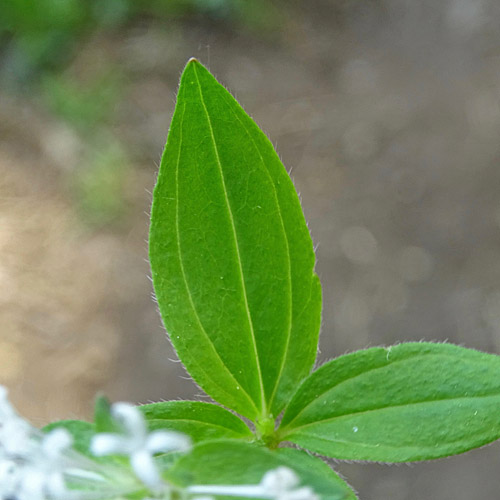 Turiner Waldmeister / Asperula taurina