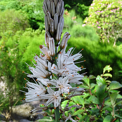 Weisser Affodill / Asphodelus albus