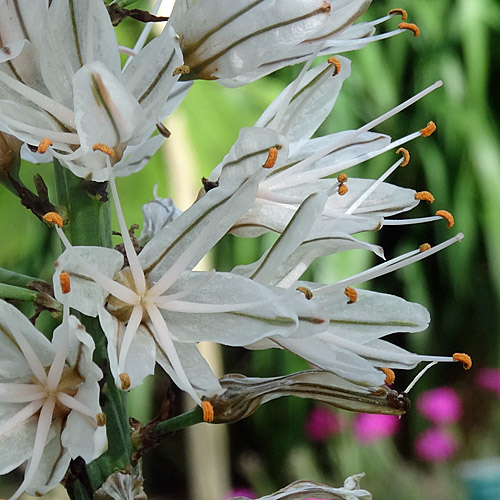 Weisser Affodill / Asphodelus albus