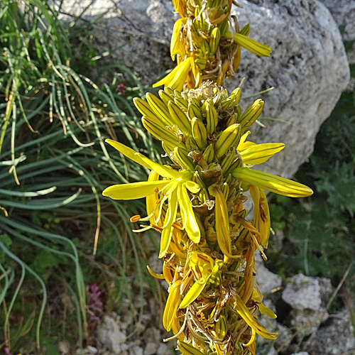 Grosse Affodeline / Asphodeline lutea