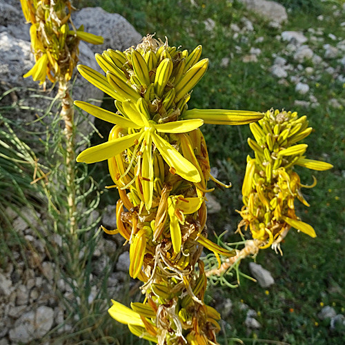 Grosse Affodeline / Asphodeline lutea