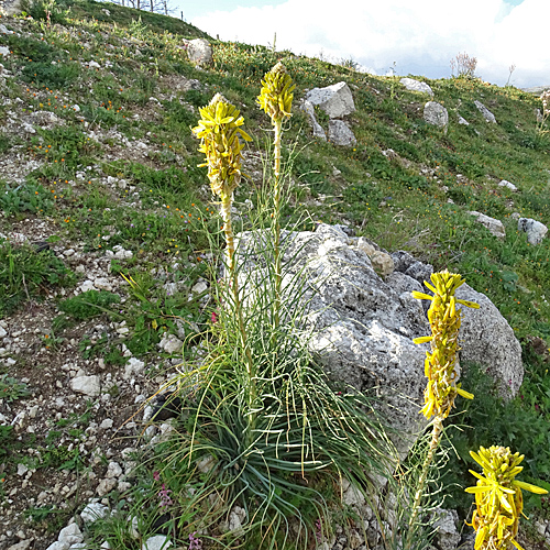 Grosse Affodeline / Asphodeline lutea