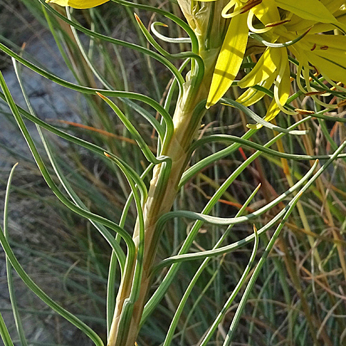 Grosse Affodeline / Asphodeline lutea