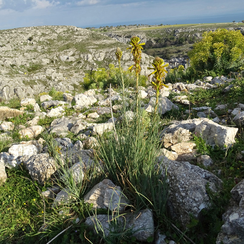 Grosse Affodeline / Asphodeline lutea