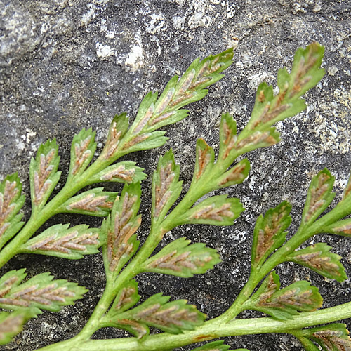 Schwarzstieliger Streifenfarn / Asplenium adiantum-nigrum