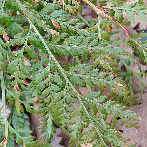 Schwarzstieliger Streifenfarn / Asplenium adiantum-nigrum