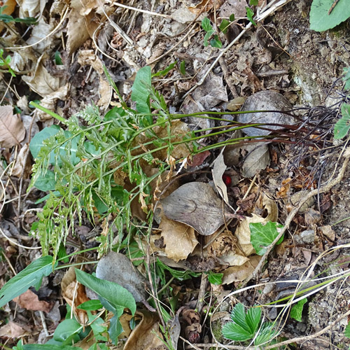 Schwarzstieliger Streifenfarn / Asplenium adiantum-nigrum