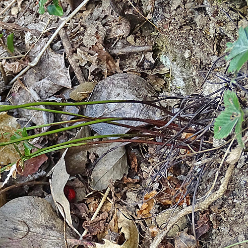 Schwarzstieliger Streifenfarn / Asplenium adiantum-nigrum