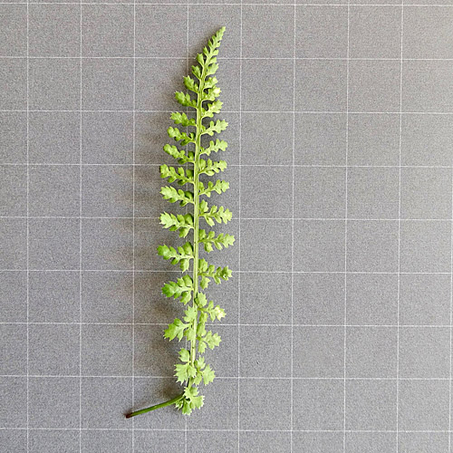 Quell-Streifenfarn / Asplenium fontanum