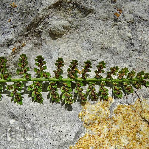 Quell-Streifenfarn / Asplenium fontanum