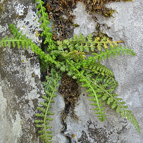 Quell-Streifenfarn / Asplenium fontanum