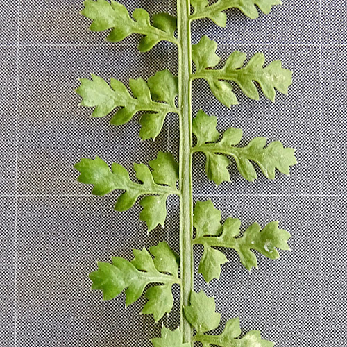 Quell-Streifenfarn / Asplenium fontanum