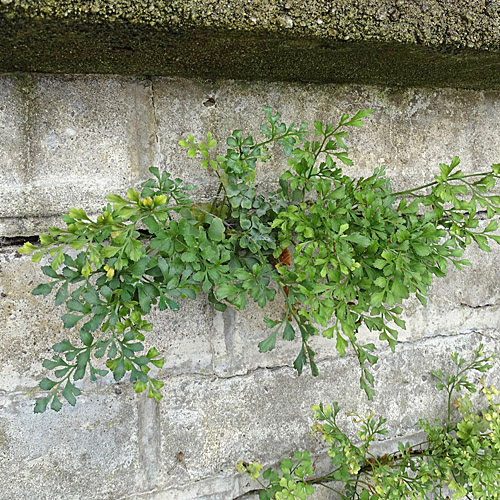 Mauerraute / Asplenium ruta-muraria