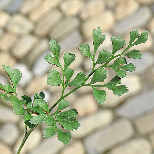 Mauerraute / Asplenium ruta-muraria