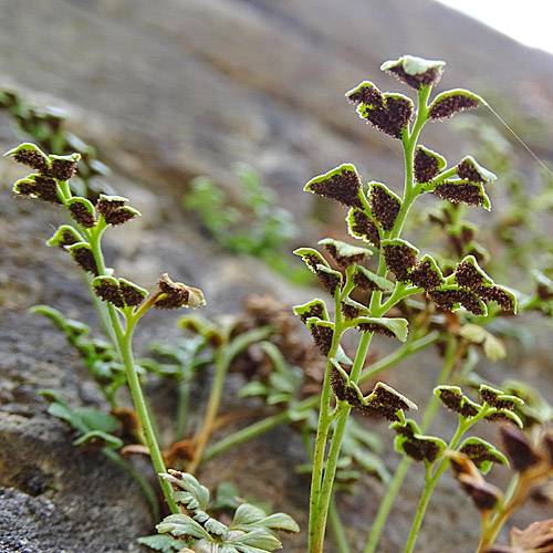 Mauerraute / Asplenium ruta-muraria