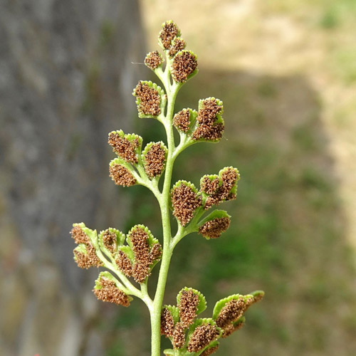 Mauerraute / Asplenium ruta-muraria