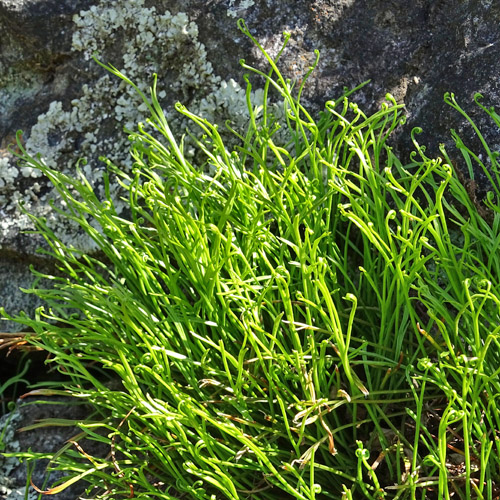 Nordischer Streifenfarn / Asplenium septentrionale