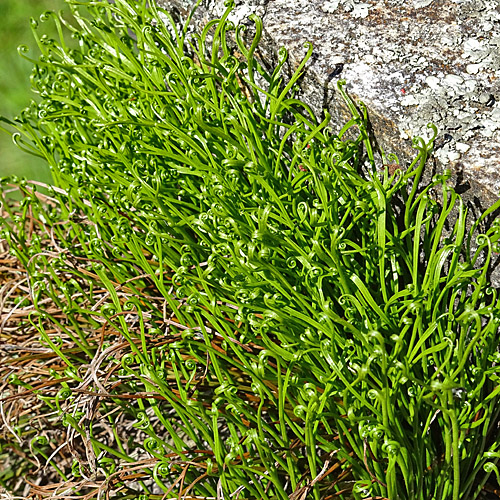 Nordischer Streifenfarn / Asplenium septentrionale