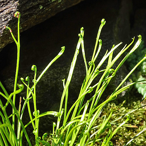 Nordischer Streifenfarn / Asplenium septentrionale