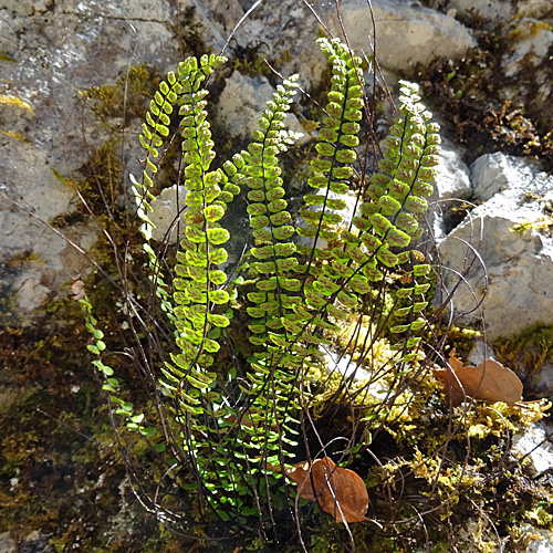 Braunstieliger Streifenfarn / Asplenium trichomanes